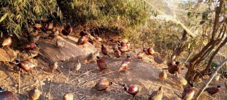 ग्राहकसँगै पर्यटक लोभ्याउँदै कालिज फार्म